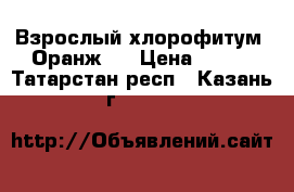 Взрослый хлорофитум “Оранж“. › Цена ­ 180 - Татарстан респ., Казань г.  »    